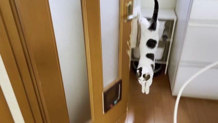 冷蔵庫から飛び降りる猫