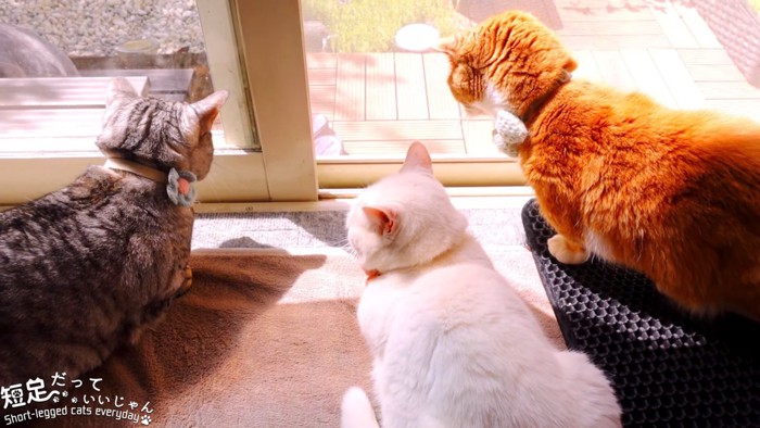 窓の外を見る3匹の猫の後ろ姿