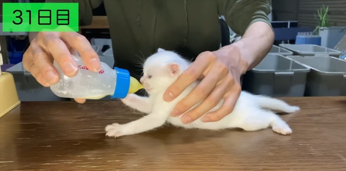 手足を伸ばしてミルクを飲む子猫