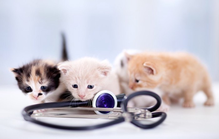 聴診器を見る子猫たち