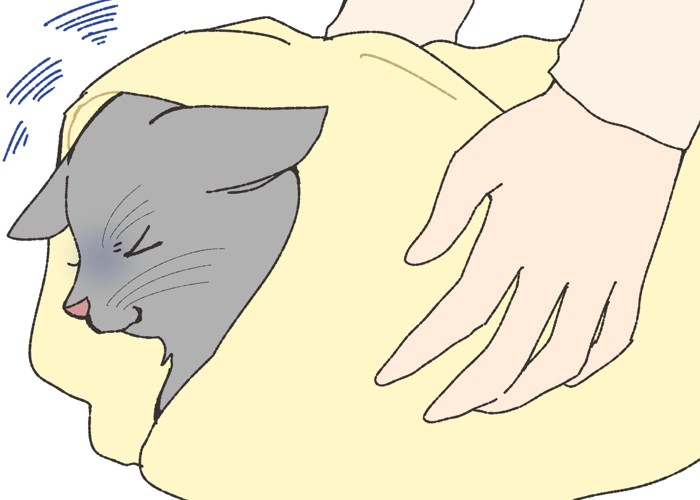 猫をお気に入りの毛布やタオルで包む