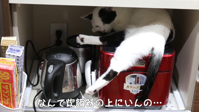 炊飯器の上にいる猫