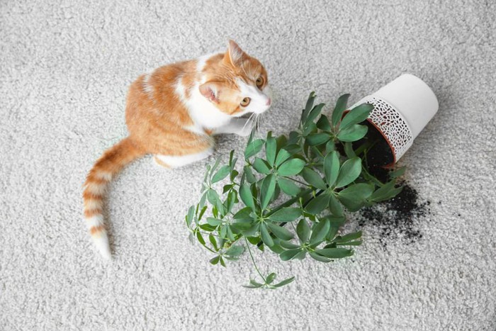 花瓶を倒す猫