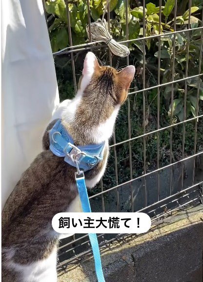 フェンスの前の猫