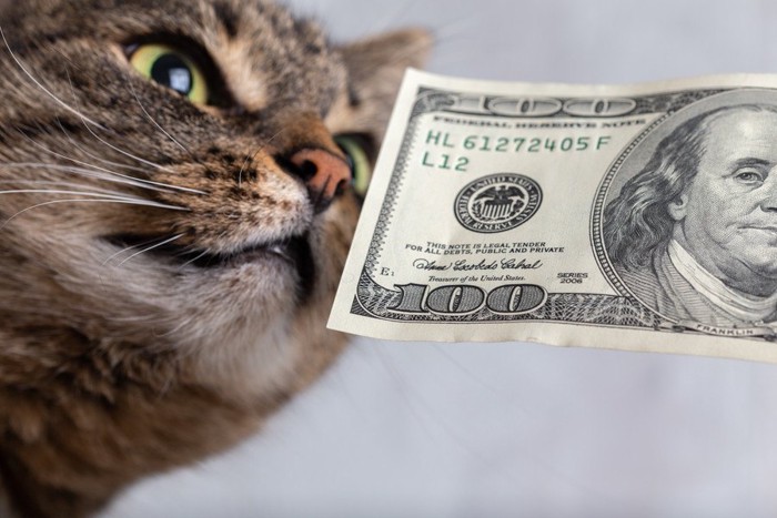 お金と猫