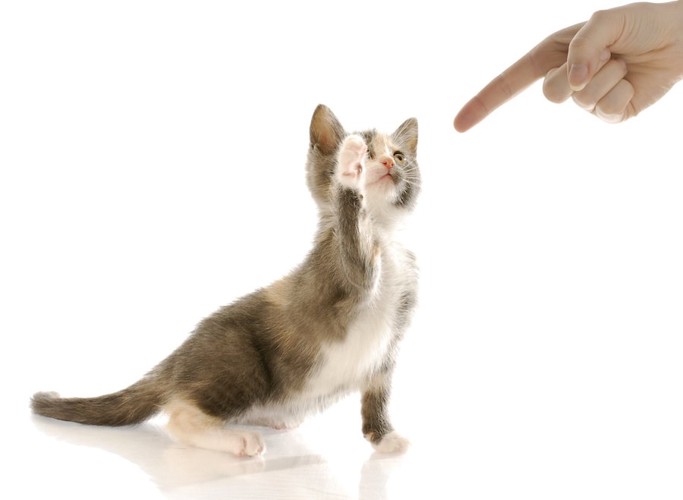 指示を出す人の手と片手を挙げる子猫