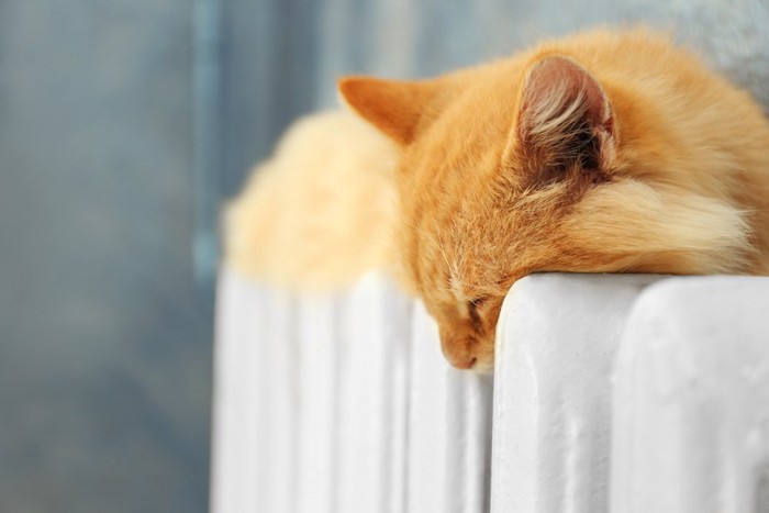 暖房の上で眠る猫