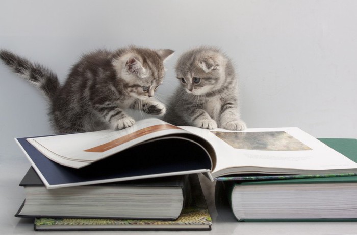 大きな本を見る二匹の子猫