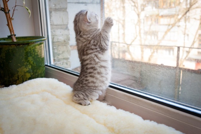 窓ガラスに二本足で立って外を確かめたい子猫