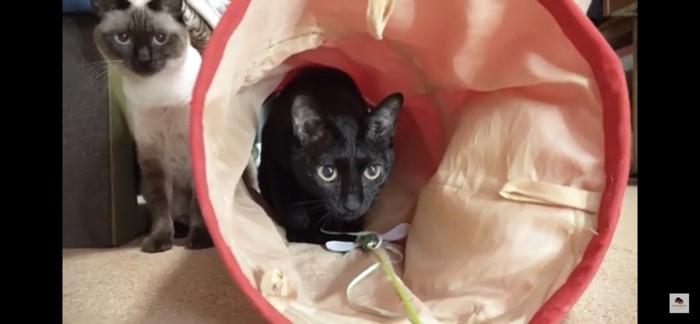 おもちゃのトンネルに入る猫