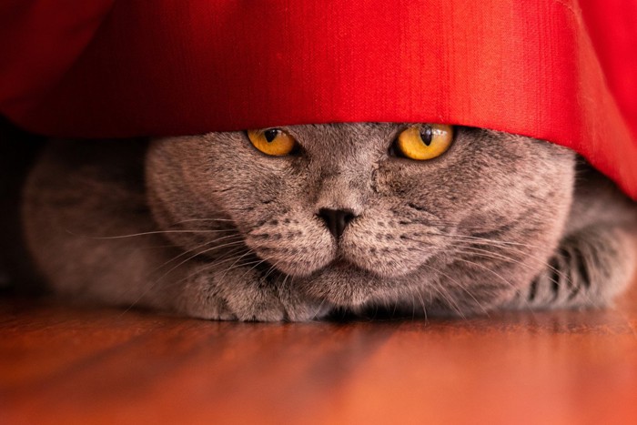 赤いカーテンからのぞくグレー猫