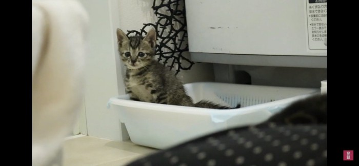 トイレにいる子猫