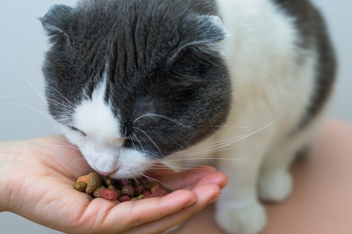 人の手からご飯を食べる猫