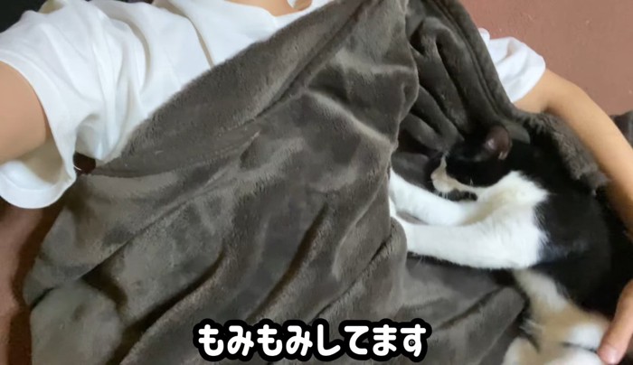 毛布をもみもみする子猫