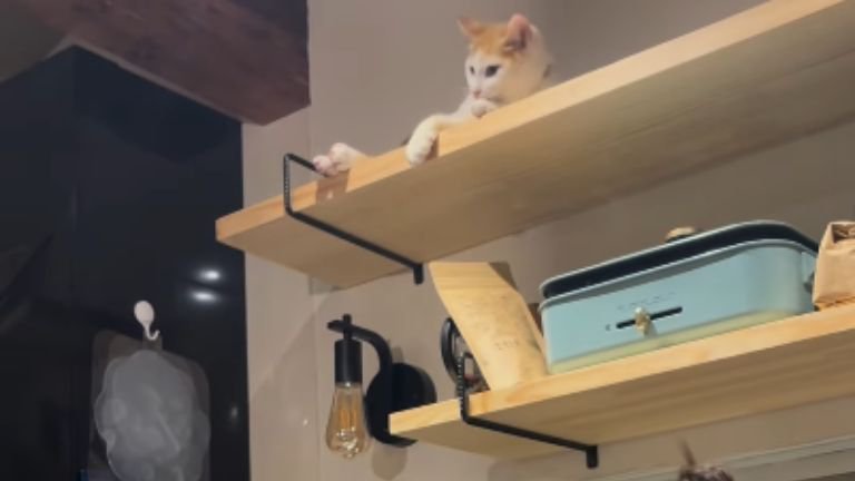 棚の上から下を見ている猫