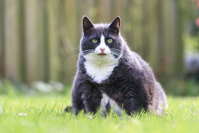 芝生に座る肥満猫