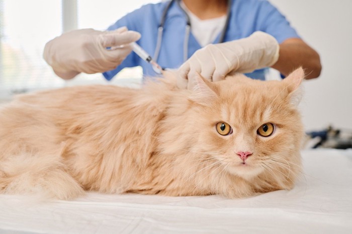 ワクチン注射を受ける猫