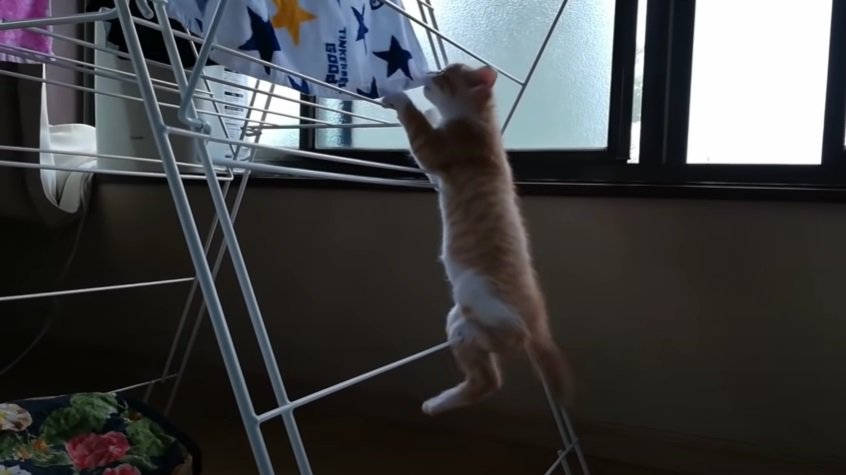 タオルを引っ張る1匹の子猫