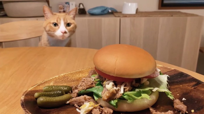 ハンバーガーを見る猫