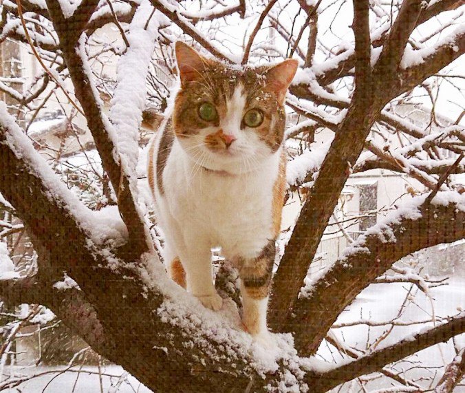 雪の中、木登りしている猫 
