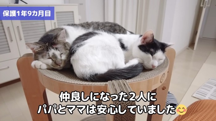爪とぎの上で寝る2匹の猫