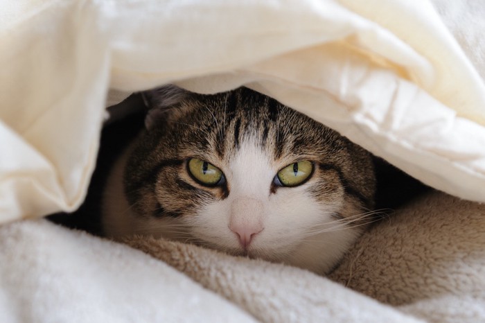 布団の中に潜り込んだ猫