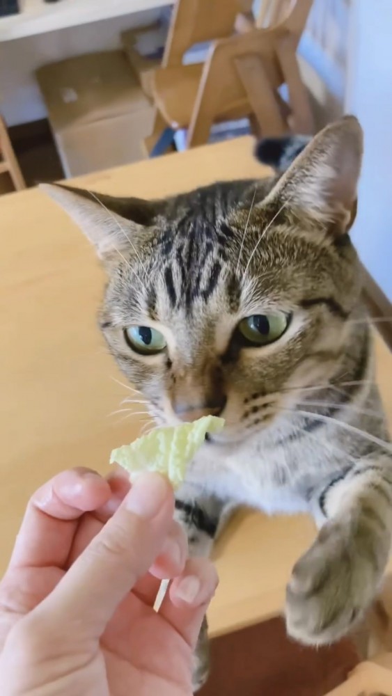 野菜を食べる猫