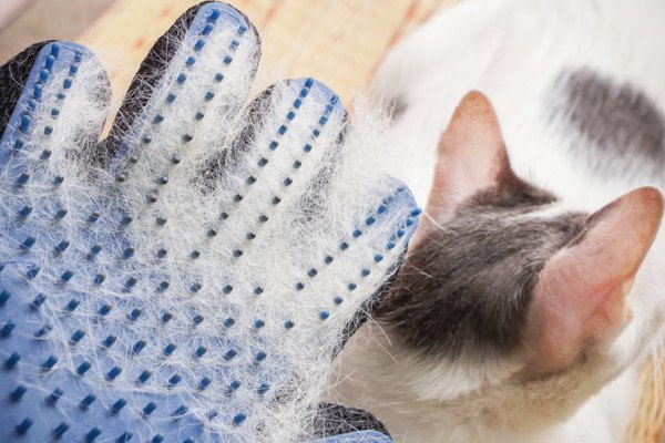 手袋型のラバーブラシと猫
