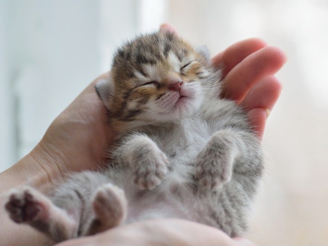 手の中で寝ている子猫