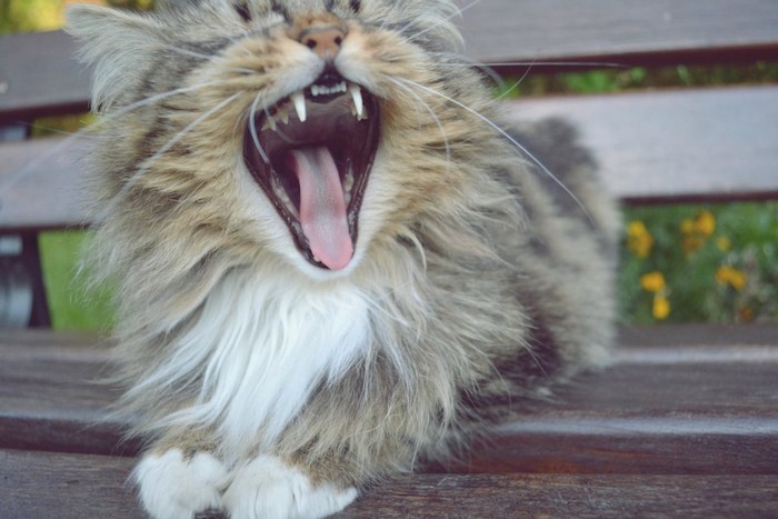 ベンチの上で伏せをして口を開けるたてがみのある猫