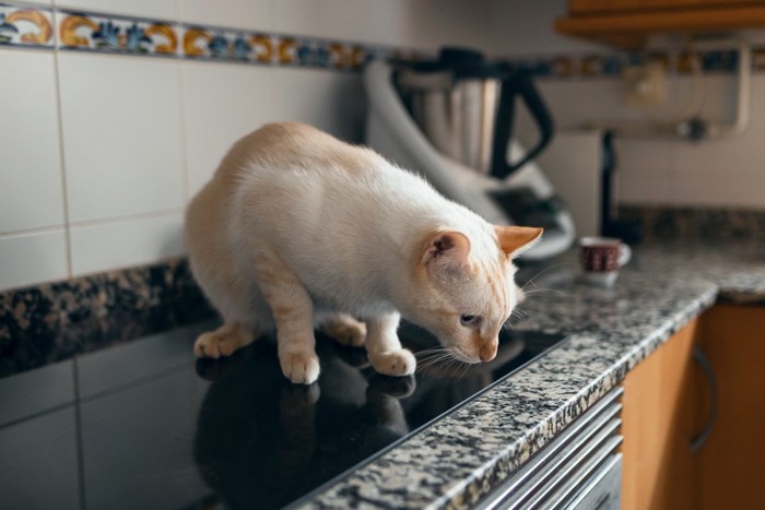 キッチンに登る猫