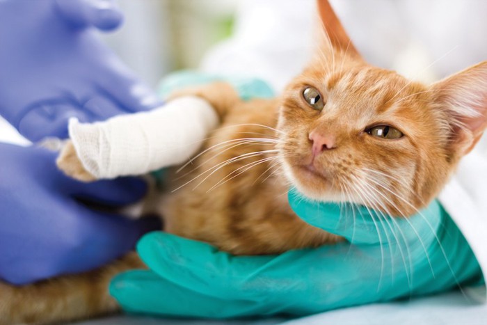 病院で腕に包帯を巻かれている猫