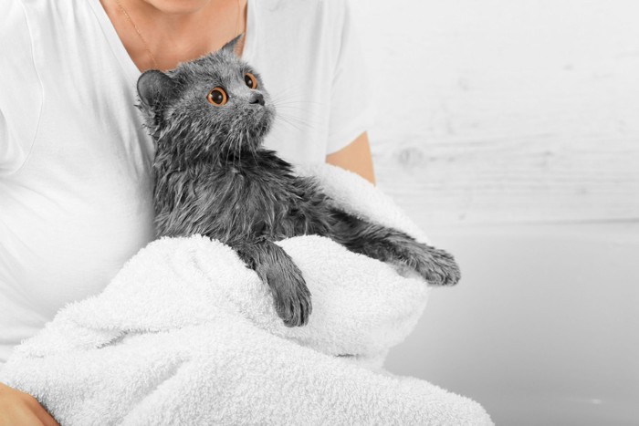 タオルに包まれる濡れた猫