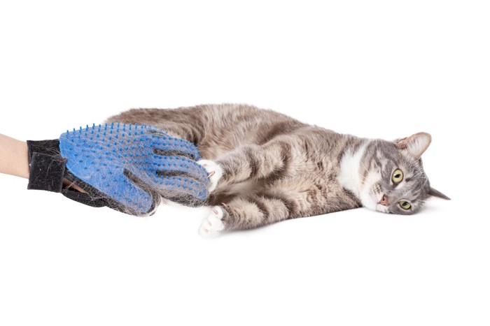 手袋ブラシで撫でられる短毛猫