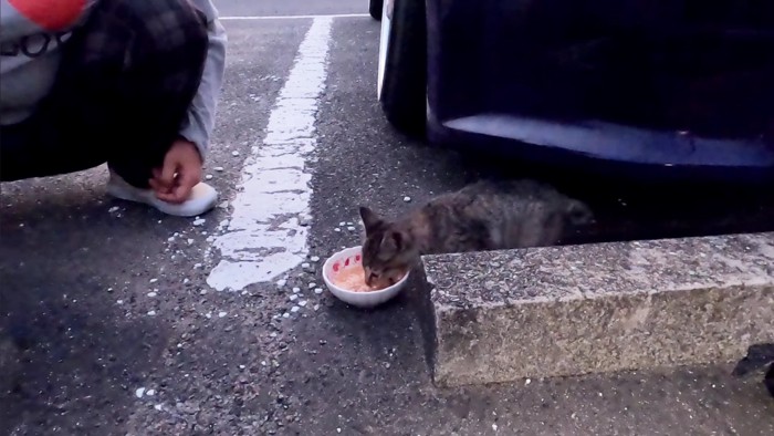 車の下でごはんを食べる子猫