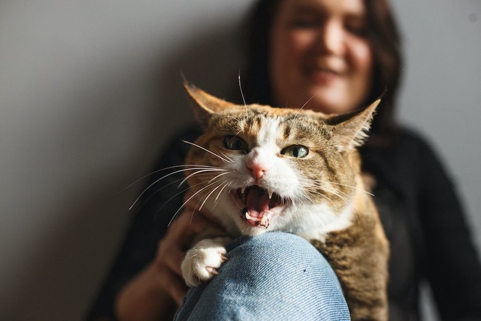 女性の膝の上で鳴いている猫