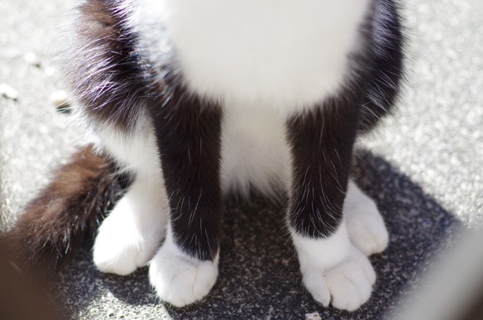 黒猫の足