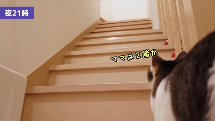 階段を見る猫