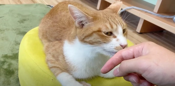 ヒトの手を舐める猫