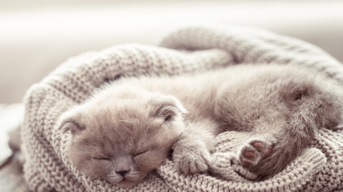 毛布上の子猫
