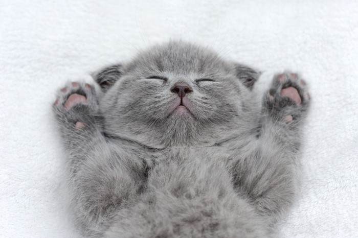 両手を広げて仰向けで眠る子猫