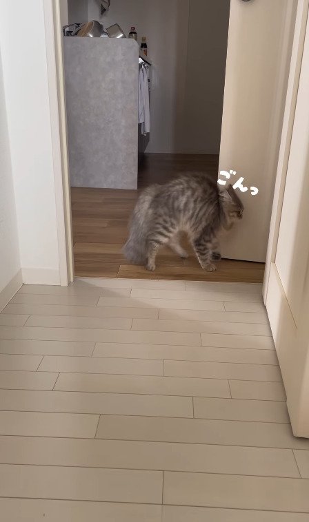 ドアに頭をぶつける猫