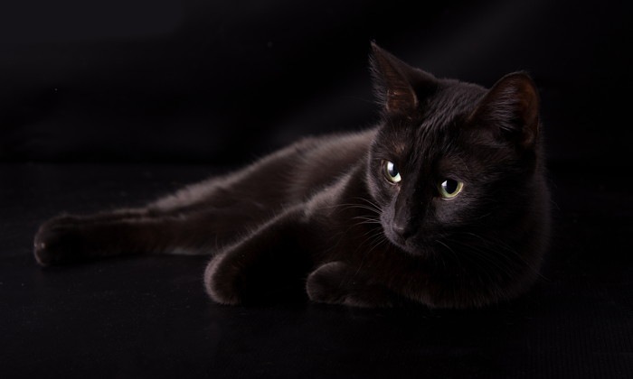 背景と同化する黒い猫