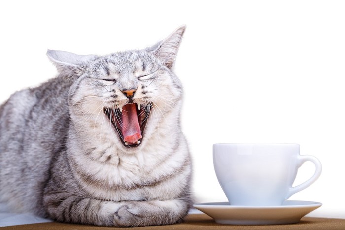 あくびをする猫とコーヒーカップ