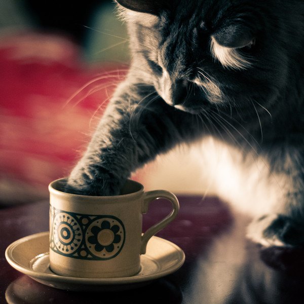 コーヒーカップをちょいちょいする猫