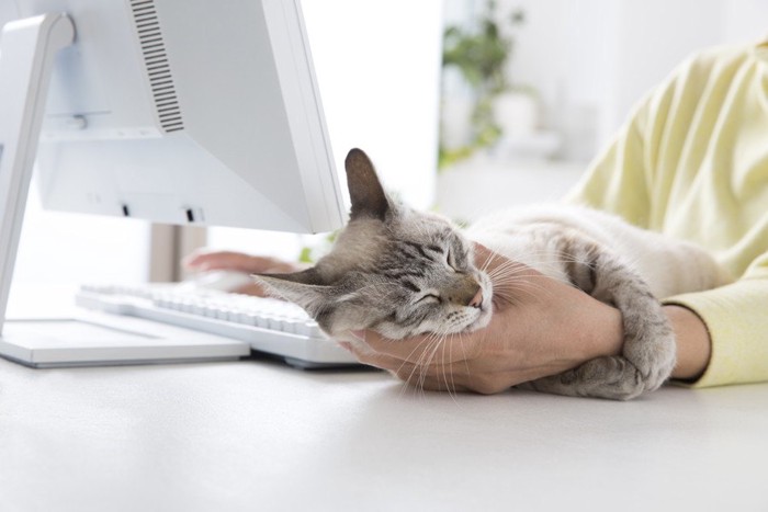 パソコンをする手に絡む猫