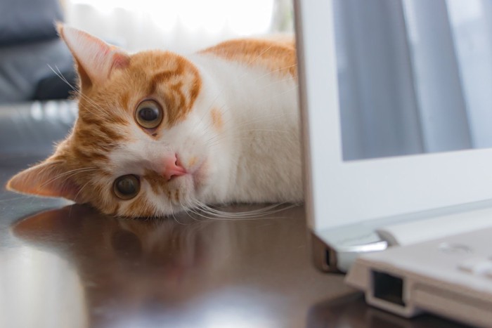 パソコンの後ろから顔を出す猫