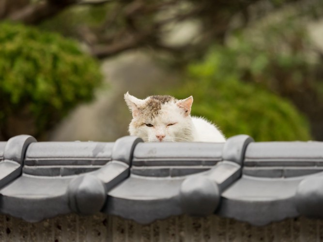 屋根の上の野良猫