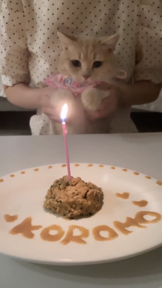 誕生日を祝われる猫