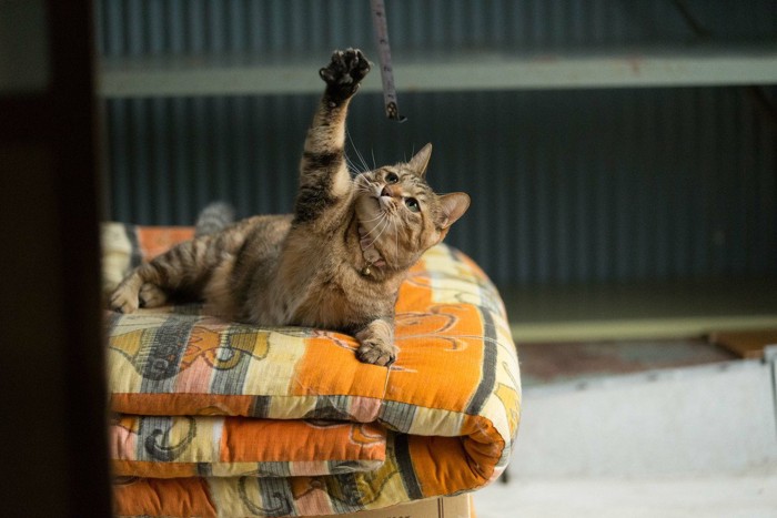 布団の上で遊ぶキジ猫